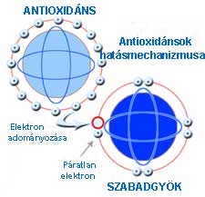 Az antioxidánsok semlegesítik a szabadgyököket