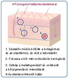 A kedvező hatások mechanizmusai