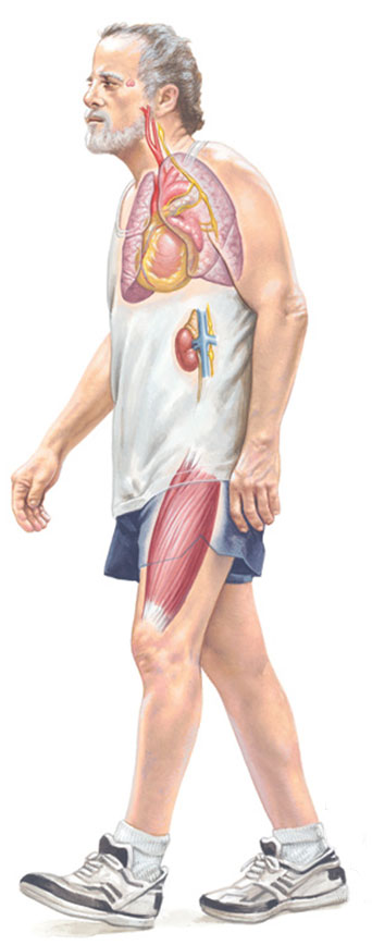 Pynogenol: nature, science, evidence