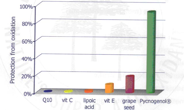 A Pycnogenol megvédte az érzékeny retina-lipideket