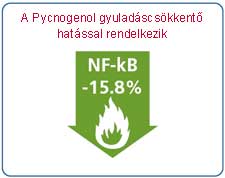 A Pycnogenol csökkentette az NF-kB koncentrációját