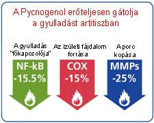 A Pycnogenol csökkentette a gyulladást artritiszban